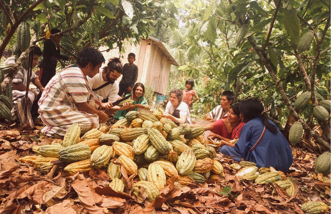 Avitero: Edel­kakao aus indigenen Gemeinschaften – für eine gerechtere Welt